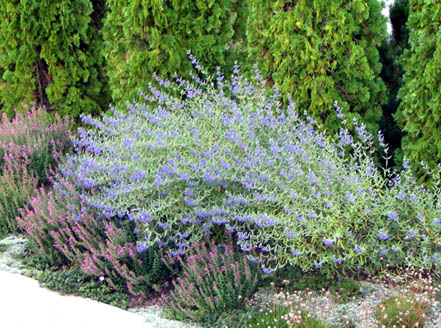 کاریوپتریس